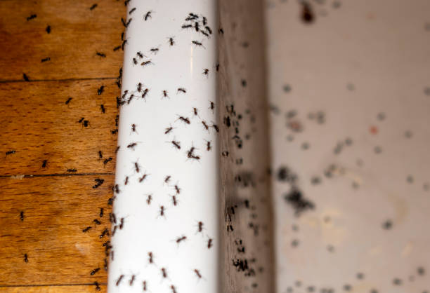 Best Mosquito Control Services  in River Park, FL